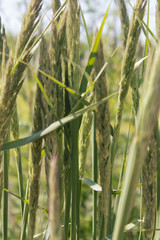 Summer plants background. Green background. Selective focus.