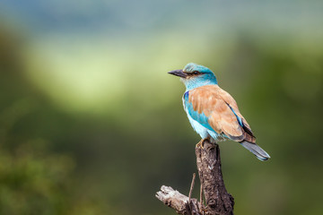 European Roller isolated in natural background in Kruger National park, South Africa ; Specie Coracias garrulus family of Coraciidae