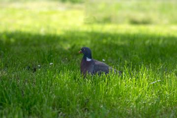 Columba palumbus in green grass during hot summer day in sunlight, single animal relaxing, birds watching