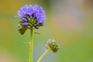Gilia capitata blue beautiful flowering plant, blue-thimble-flowers in bloom, amazing wildflower