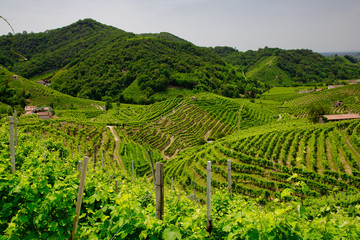 Fototapeta na wymiar Green hills and valleys with vineyards of Prosecco wine region