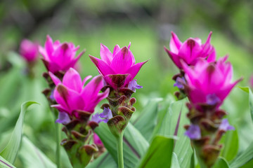 Pink Curcuma alismatifolia flower, is a tropical plant native to Thailand.Sometime call Siam tulip or summer tulip.