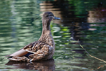 A duck in a pond, with waves on the surface of the water.