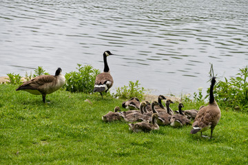 Bernache du Canada,.Branta canadensis, Canada Goose