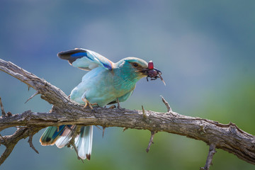 European Roller eating insect in Kruger National park, South Africa ; Specie Coracias garrulus family of Coraciidae