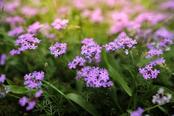 small purple flowers and greens at sunset