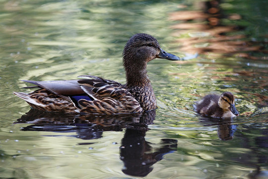 Duck with ducklings on the surface of the pond.