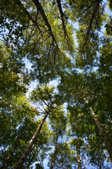 Green forest in the beginning of autumn. View on trees from below. Foliage against the sky.