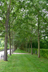 Fototapeta na wymiar chêne chevelu, Quercus cerris, Parc Corbière, 78230, Le Pecq, Yvelines