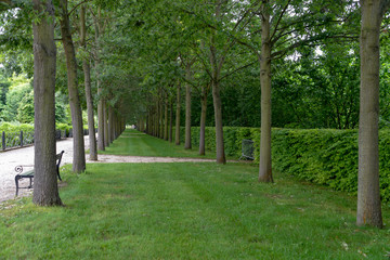 chêne chevelu, Quercus cerris, Parc Corbière, 78230, Le Pecq, Yvelines