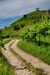Fototapeta na wymiar Path to vineyards under hills in the Valdobbiadene area
