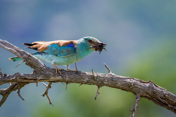 European Roller eating insect in Kruger National park, South Africa ; Specie Coracias garrulus family of Coraciidae