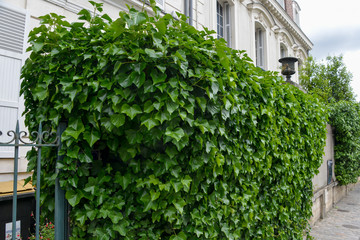 Lierre grimpant, Hedera helix, haie,