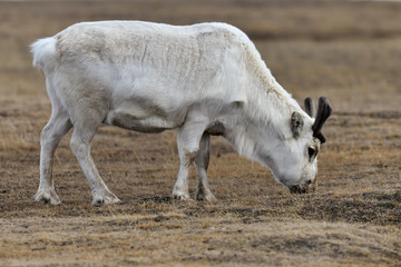 Renne du Spitzberg, Renne de Svalbard, Rangifer tarandus platyrhynchus, Spitzberg, Svalbard, Norvège