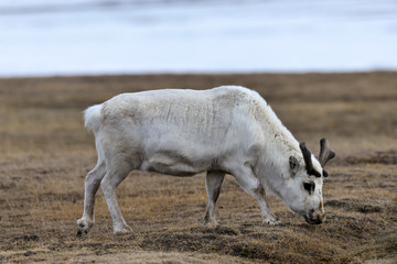 Renne du Spitzberg, Renne de Svalbard, Rangifer tarandus platyrhynchus, Spitzberg, Svalbard, Norvège