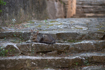 Corsican cat in