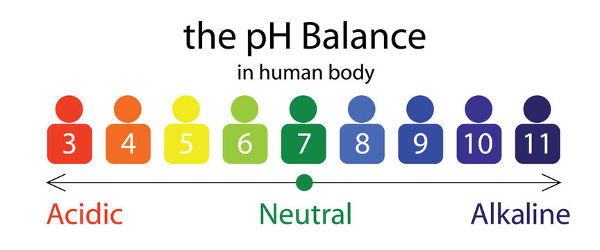 The PH Balance Scale Chart In A Human Body 