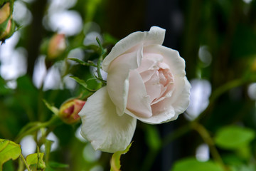 Rose 'Madame Alfred Carriere'