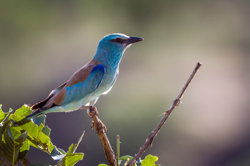 European Roller isolated in natural background in Kruger National park, South Africa ; Specie Coracias garrulus family of Coraciidae