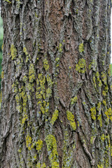 Saule vivier, salix alba chermesina