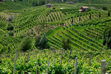 Green hills and valleys with vineyards of Prosecco wine region