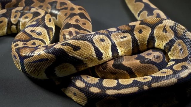 Footage of royal ball python in dark