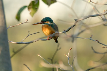 春のカワセミ