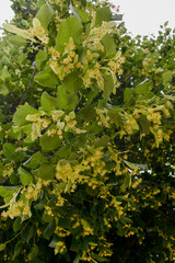 Tilleul à grandes feuilles, Tilia platyphyllos