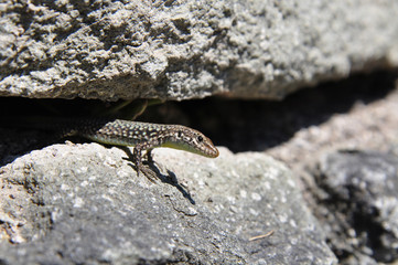 A lizard looks out of a rock cleft. The sun is shining.