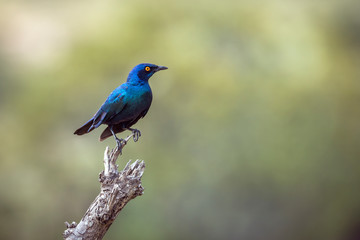 Greater Blue-eared Glossy Starling isolated in natural background in Kruger National park, South Africa ; Specie Lamprotornis chalybaeus family of Sturnidae