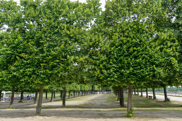 Tilleul à grandes feuilles, Tilia platyphyllos, Château de Saint Germain en Laye, 78, Yvelines