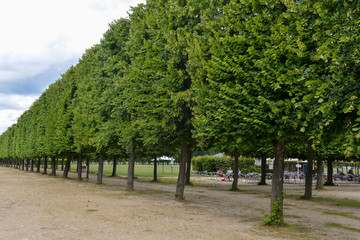 Fototapeta na wymiar Tilleul à grandes feuilles, Tilia platyphyllos, Château de Saint Germain en Laye, 78, Yvelines