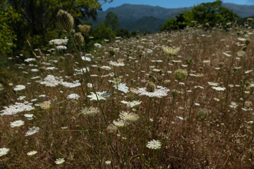 A wild field of Daucus carota - wild carrot