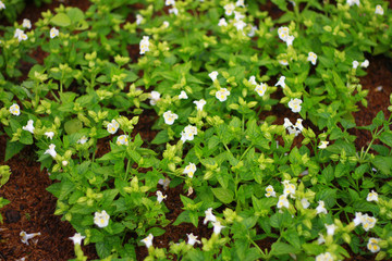 White flowers are blooming in the outdoor garden on the ground for natural background, So beautiful.