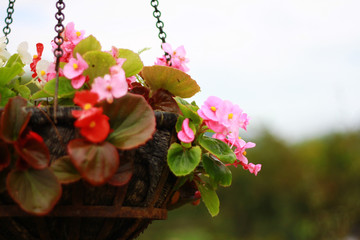 The flowers are blooming in the floating flower basket with blurred natural background, So...