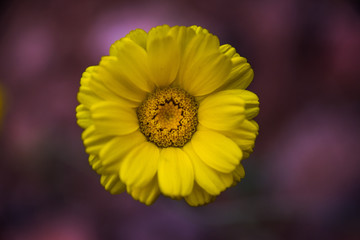 Desert marigold in Utah closeup 
