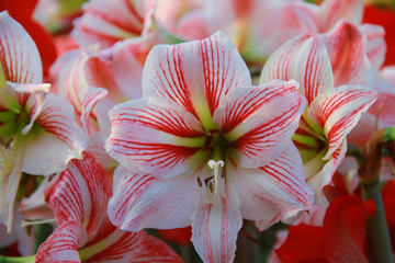 Colorful white mixed red Amaryllis flower are blooming in the outdoor garden for valentine's day, So beautiful.