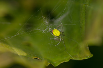 spider with yellow back on the spider web 