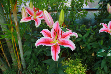 Pink mix red Lilly flower are blooming and bud in the outdoor garden so very beautiful, for someone special at valentine's day. It's mean 