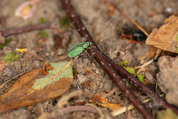 Polydrusus sericeus, Green Immigrant Leaf Weevil, walking in nature 