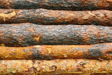 wall of pine planks covered with bark