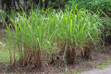 Lemon grass plant on the ground.commonly call Barbed wire grass, Silky heads,Cochin grass or...