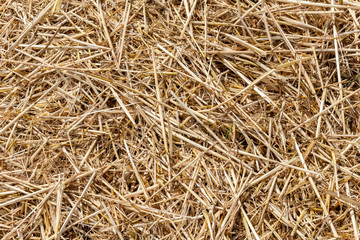 Straw thatch of grains, wheat, corn, cereals on the field after harvesting closeup agriculture farming rural economy agronomy