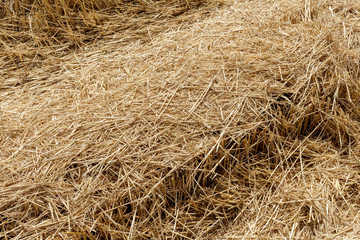 Straw thatch of grains, wheat, corn, cereals on the field after harvesting closeup agriculture farming rural economy agronomy