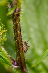 a small insect climbs a green stem