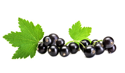 Fresh black currant berries isolated on white background