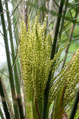 Close up Areca catechu or betel nut  flower and bokeh background.common names including the areca...