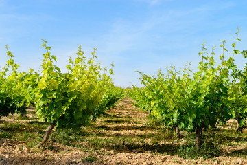 Fototapeta na wymiar vine plantation and winemaking