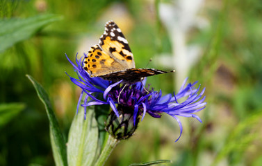 Purple cornflower flower with butterfly.