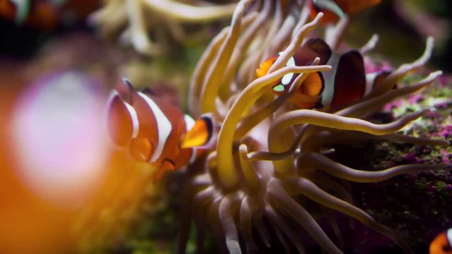 A small clownfish (Premnas biaculeatus) with actinia at coral reef